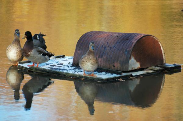 maison des canards.jpg - Des canards au Lac de la Seigneurie
